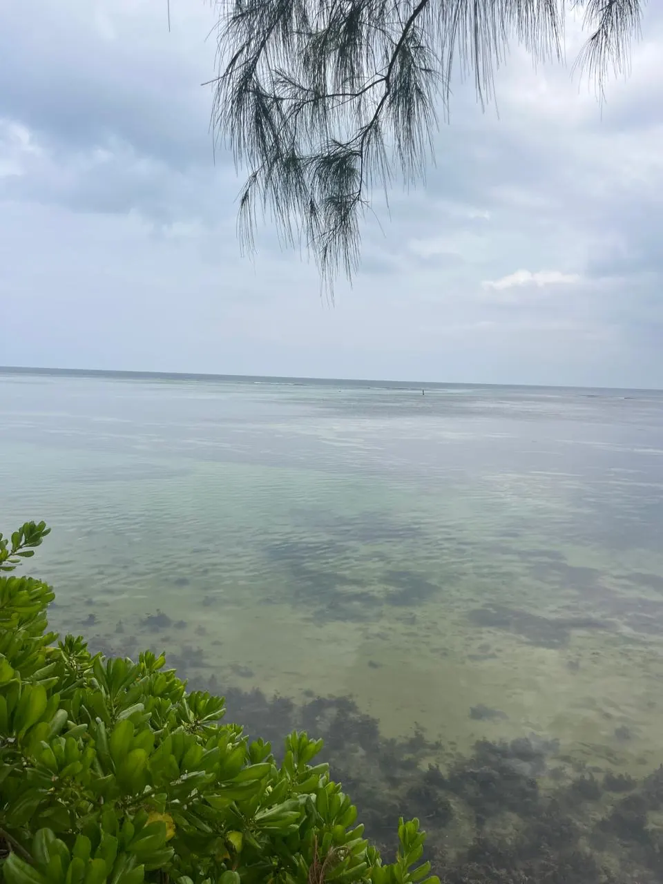 Blick aufs Meer bei Anse Aux Pins durch Kasuarinen